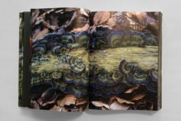 gebr-silvestri-Marieken-Verheyen-Realms-Reviere-7